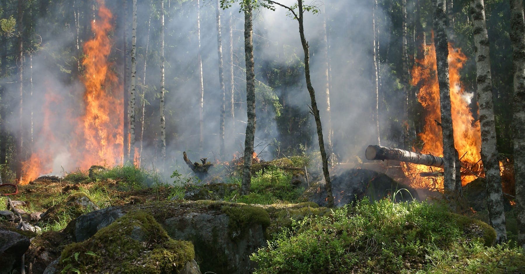 forest fires
